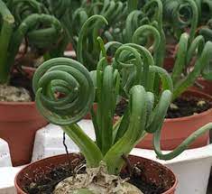We did not find results for: Albuca Frizzle Sizzle Calloway S Nursery