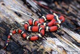 Black And Yellow Snake Georgia Poisonous Scarlet Kingsnake Small Snakes California King Snake Pet Snake