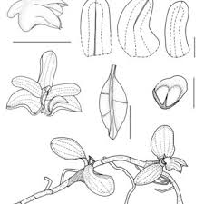 Image result for Stolzia compacta