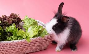 Do not feed any part of the avocado plant to bunnies, including the leaves. What Lettuce Can Rabbits Eat Romaine Iceberg Red Leaf