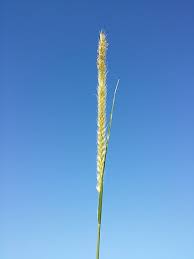 Image result for Cenchrus caudatus