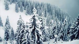Maybe you would like to learn more about one of these? Winter Tree Wallpapers Top Free Winter Tree Backgrounds Wallpaperaccess