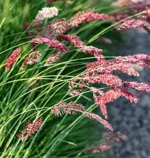 Image result for Melinis nerviglumis