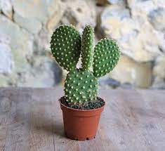 The plant?s edible uses have been tied to the christopher. Small Prickly Pear Cactus Opuntia Buy Online Today