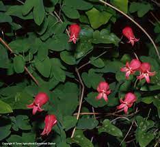 Maybe you would like to learn more about one of these? Texas Native Plants Database