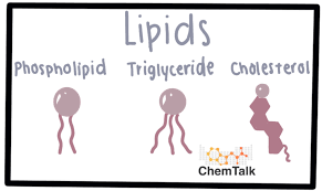 Image result for Lipid