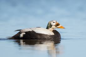 Image result for Peddiea fischeri