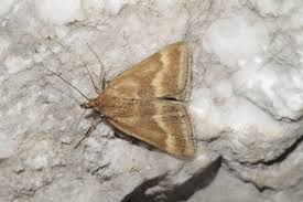 Image result for Pyrausta aerealis