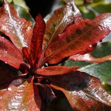Maybe you would like to learn more about one of these? Gossler Farms Plant Lust