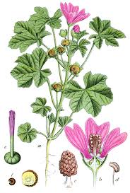 Image result for Malva sylvestris