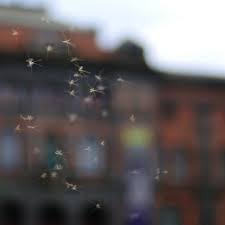 Claim your listing | testimonials. Aard Pest Control Inc Pest Control Exterminator Lynnwood Wa Projects Photos Reviews And More Porch