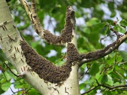 However, many of the suggestions, especially the ones at the. Knowledge Of Habits Easiest Way To Get Rid Of Tent Caterpillars Exterminator My Lloydminster Now