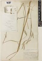 Image result for Andropogon pseudapricus