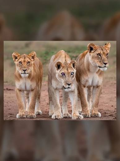 In the wild, blindness is essentially a d*ath sentence. Josie didn't get that memo. Josie was a lioness living in Addo Elephant National Park in South Africa who lost her sight and