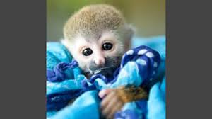 A squirrel monkey tail is not prehensile, which means they cannot use it to grab onto things. Bbc One Nature S Miracle Orphans Series 1 Episode 2 In Pictures Costa Rica Clyde The Baby Squirrel Monkey