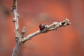 I never had scale on outdoor plants before. Outdoor Scale Insects Which Gardening Helpdesk