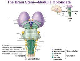 Ventral View Of Medulla Oblongata Pyramind Decussation Cerebellum Anatomy Brain Anatomy Brain System