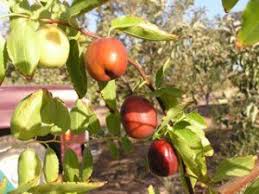 Shop now & save up to 23% when you browse our wide variety of fruit trees & more!. Heirloom Fruit Trees For Home Farm Trees Of Antiquity Rooted Organic Jujube Tree Fruit Trees Fruit Tree Nursery