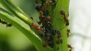 Only about 10 percent of the ants in the nest will ever. What Are Ants And How To Control In Your Home And Garden