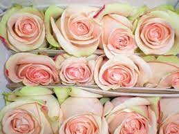 Pin On Roses