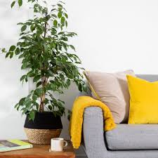 Image result for ficus benjamina en casa