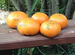 Image result for Yellow 1983 Amana