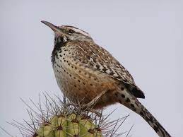 Cactus wren arizona's state flower is the: Cactus Wren Campylorhynchus Brunneicapillus Natureworks