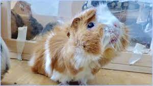 Guinea Pig Floor Time Vlog With Lots Of Squeaking Youtube