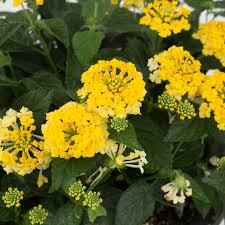 Image result for Lantana camara