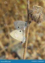 Common Lineblue Vatat Butterfly Stock Photo - Image of common, female:  69304416