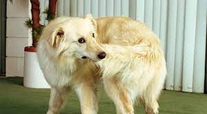 Why Do Dogs Chase Their Tails Complete Guide