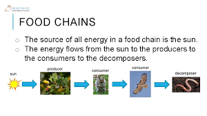 Flow Of Energy In Ecosystem S Food Chains