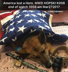 Military Usa Militarycourage Twitter Military Dogs Military Working Dogs Service Dogs