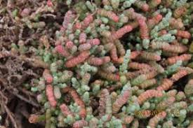 Image result for Salicornia pachystachya