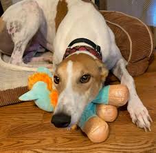 18.739 me gusta · 521 personas están hablando de esto. Greyhound Pets Of America Nashville Home Facebook