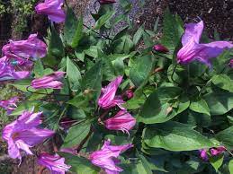 Check spelling or type a new query. Clematis American Public Gardens Association