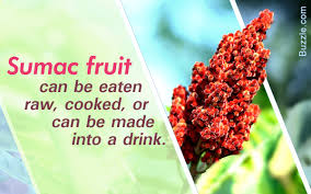 During the summer, female trees drop flowers and seeds. Beautify Your Landscape With A Sumac Tree Gardenerdy