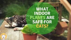 The following types of plants are safe for cats to eat:12 x research source. What Indoor Plants Are Safe For Cats Full Guide Kitty Cats Blog