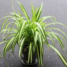 Image result for Chlorophytum anceps