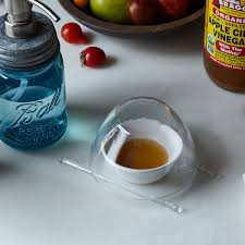 What are fruit flies and how do they look? A Smarter Way To Get Rid Of Fruit Flies