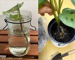 Repotting is best done in spring. How To Propagate Prayer Plants Maranta With Pictures My Little Jungle