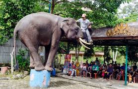 Kebun binatang taman safari bogor merupakan tempat wisata yang mengusung konsep wisata alam bebas. Tiket Taman Wisata Bumi Kedaton Spot Liburan Komplet Di Lampung Penginapan Net 2021
