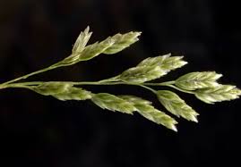 Image result for Icuria