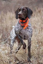 All these dogs are actively hunting and that's soo cool. 18 Gsp Ideas Dogs German Shorthaired Pointer Pointer Puppies