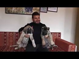 Yavru Kangallarin Beslenme Tanitimi Puppykangaldog Care And Introduce Youtube