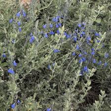 Fiori bianco rosati, di 5 centimetri di diametro in aprile/maggio. Salvia Chamaedryoides Isochroma Foglie Piante Fiori