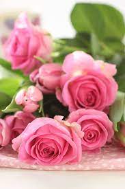 Roses Spring Pink Rose Flower Wallpaper Rose Flower Amazing Flowers