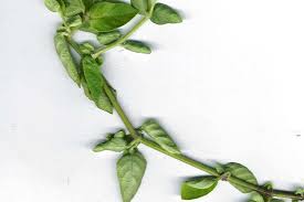 Image result for Asystasia guttata