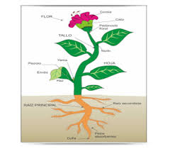 As plantas – Educación Primaria