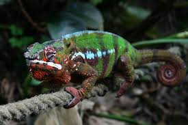 Download or print this amazing coloring page: Panther Chameleon Facts Habitat Diet Life Cycle Baby Pictures